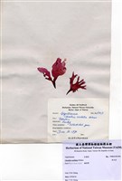 藏品(角叉菜)的圖片